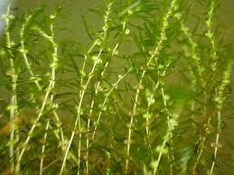 Attēlu rezultāti vaicājumam “Callitriche hermaphroditica”