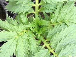 Attēlu rezultāti vaicājumam “Valeriana officinalis leaf”