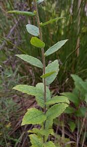 Attēlu rezultāti vaicājumam “Solidago virgaurea leaf”