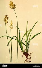Attēlu rezultāti vaicājumam “Carex arenaria  flower”
