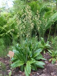 Attēlu rezultāti vaicājumam “Phleogena faginea sessile”