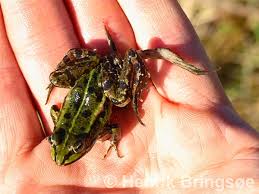 Attēlu rezultāti vaicājumam “Pelophylax juvenile”