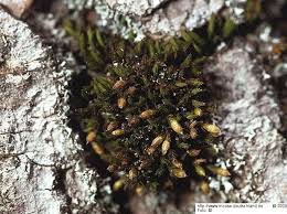 Attēlu rezultāti vaicājumam “Orthotrichum affine var. affine”