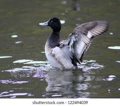 Image result for Aythya affinis