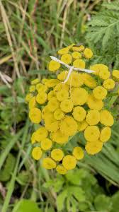 Attēlu rezultāti vaicājumam “Gillmeria pallidactyla”