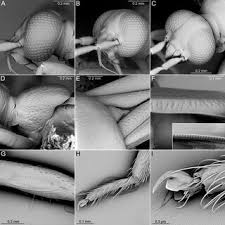 Attēlu rezultāti vaicājumam “Alloeotomus sp.”
