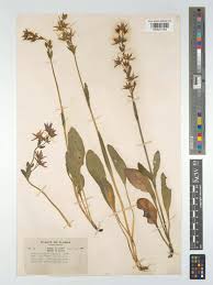 Attēlu rezultāti vaicājumam “Swertia perennis”