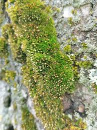 Attēlu rezultāti vaicājumam “Orthotrichum pumilum”