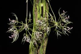 Attēlu rezultāti vaicājumam “Didymium aggregatum macro”