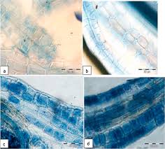 Attēlu rezultāti vaicājumam “Lachnum corticale”