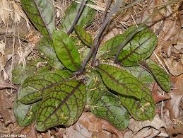 Attēlu rezultāti vaicājumam “Hieracium vulgatum leaf”