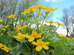 Attēlu rezultāti vaicājumam “Caltha palustris flower”
