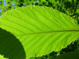 Attēlu rezultāti vaicājumam “Sorbus intermedia leaf”