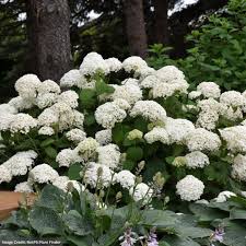 Attēlu rezultāti vaicājumam “Hydrangea arborescens”