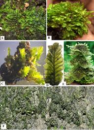 Attēlu rezultāti vaicājumam “Jungermannia sphaerocarpa”