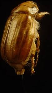 Attēlu rezultāti vaicājumam “Nebria livida”