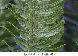 Attēlu rezultāti vaicājumam “Polystichum lonchitis”