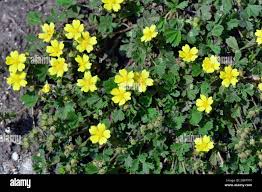 Attēlu rezultāti vaicājumam “Potentilla arenaria”