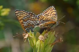Attēlu rezultāti vaicājumam “Melitaea cinxia upperside”