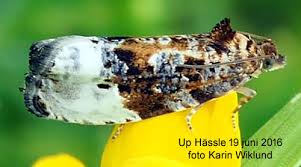 Attēlu rezultāti vaicājumam “Hedya nubiferana”