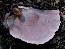 Attēlu rezultāti vaicājumam “Fomitopsis rosea”