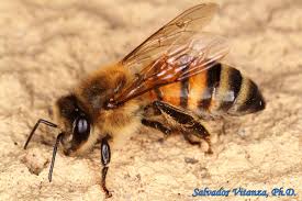 Attēlu rezultāti vaicājumam “Apis mellifera”