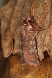 Attēlu rezultāti vaicājumam “Cerastis leucographa”