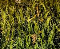 Attēlu rezultāti vaicājumam “Dicranum leioneuron”