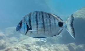 Image result for Diplodus capensis