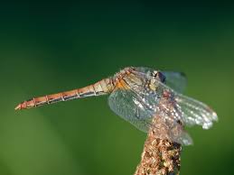 Attēlu rezultāti vaicājumam “Sympetrum sanguineum female”