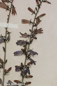 Attēlu rezultāti vaicājumam “Campanula bononiensis”