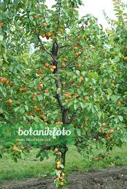 Attēlu rezultāti vaicājumam “Prunus armeniaca”