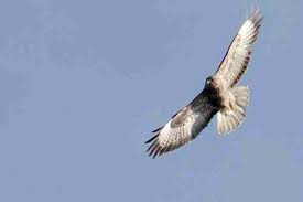 Attēlu rezultāti vaicājumam “Buteo buteo adult”