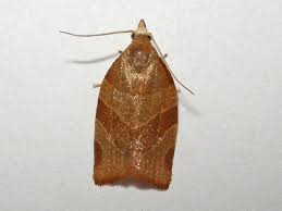 Attēlu rezultāti vaicājumam “Pandemis cinnamomeana”