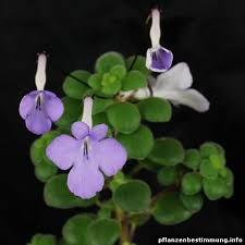 Image result for Streptocarpus
