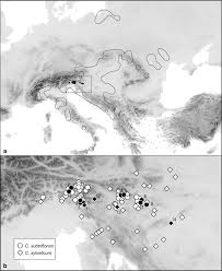 Attēlu rezultāti vaicājumam “Cerastium sylvaticum”