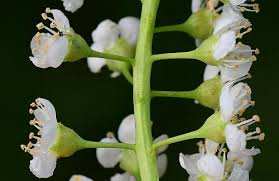 Attēlu rezultāti vaicājumam “Prunus serotina flower”