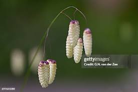 Attēlu rezultāti vaicājumam “Briza media bud”