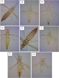 Attēlu rezultāti vaicājumam “Thysanoptera”