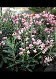 Attēlu rezultāti vaicājumam “Andromeda polifolia bud”