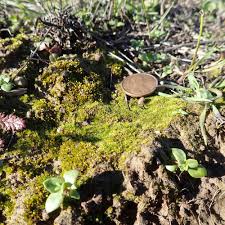 Attēlu rezultāti vaicājumam “Acaulon muticum sporophyte”