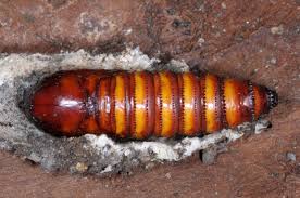 Attēlu rezultāti vaicājumam “Cossus cossus larva”