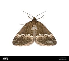 Attēlu rezultāti vaicājumam “Perizoma affinitata”