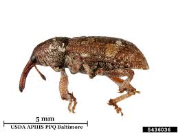 Attēlu rezultāti vaicājumam “Pissodes castaneus”