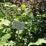 Attēlu rezultāti vaicājumam “Menispermum dauricum fruit”