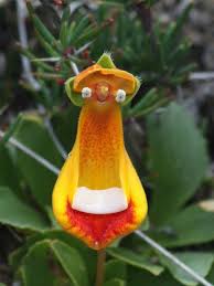 Image result for Calceolaria