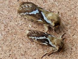 Attēlu rezultāti vaicājumam “Hepialus lupulinus”