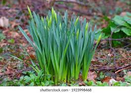 Attēlu rezultāti vaicājumam “Narcissus bud”