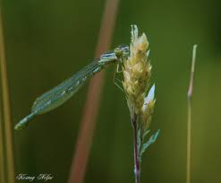 Attēlu rezultāti vaicājumam “Coenagrionidae”