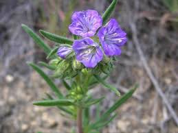 Image result for Phacelia